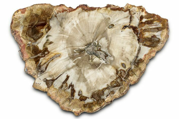 Beautiful Petrified Wood (Araucaria) Slab - Madagascar #339349